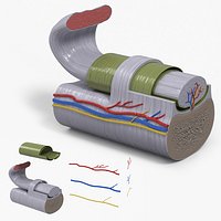 Tendon Anatomy Structure CrossSection