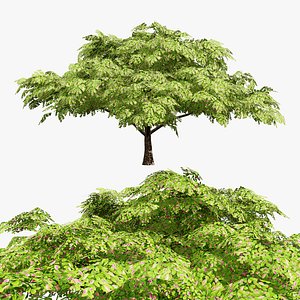 Tropical Rain Tree 3D 3D model