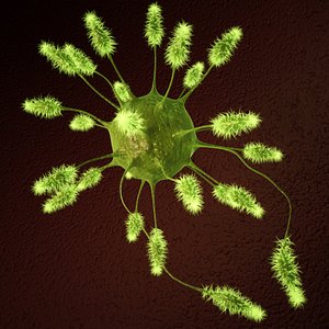 Green Bacteria
