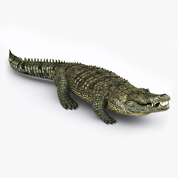 Модели Крокодил 3D для Скачивания | TurboSquid