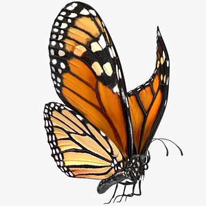 3D flight monarch butterfly flying