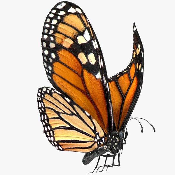 modelo 3d Vuelo animado Mariposa monarca aparejado - TurboSquid 1469616