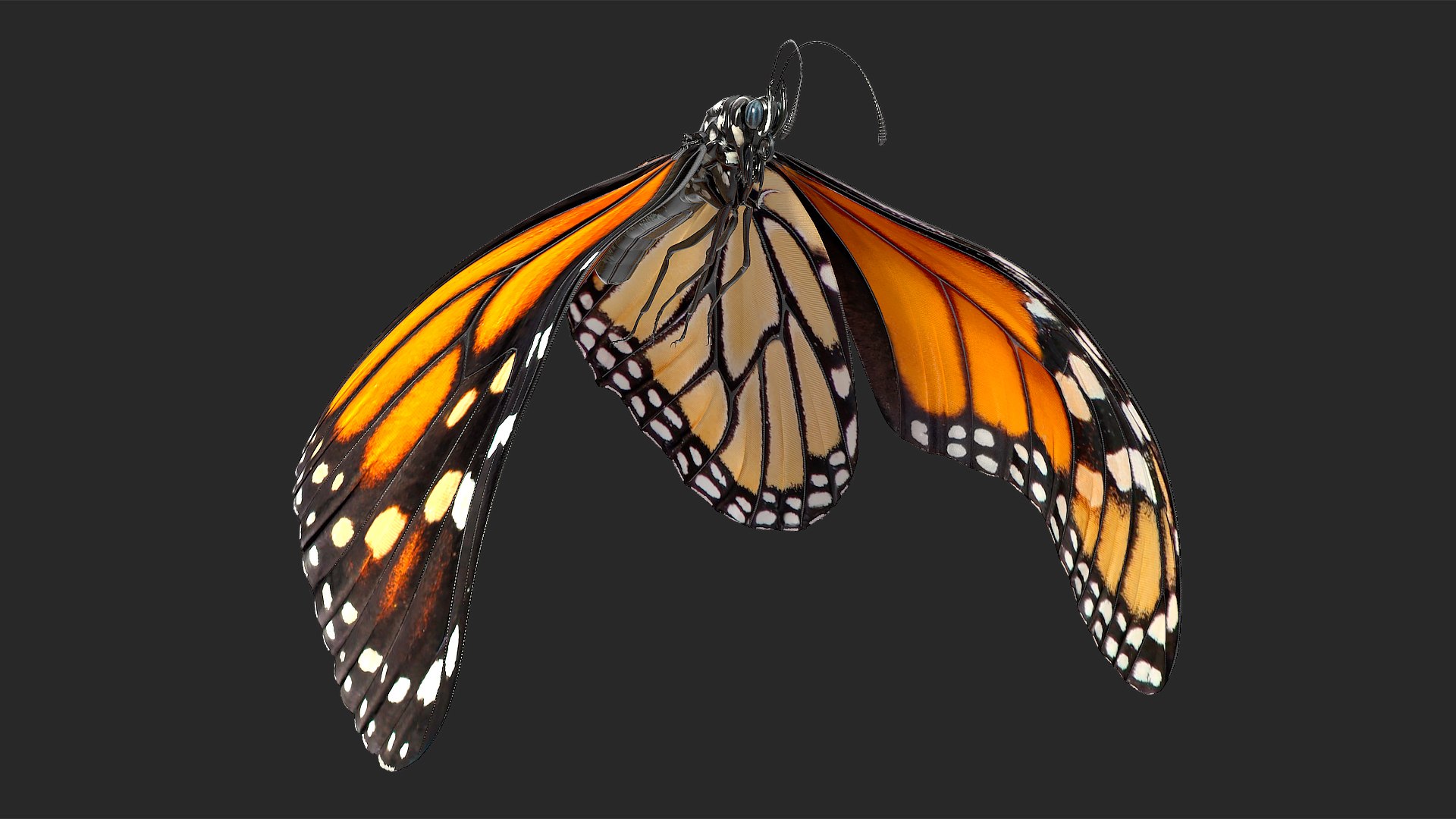 Animated Flight Monarch Butterfly Rigged 3D model preview