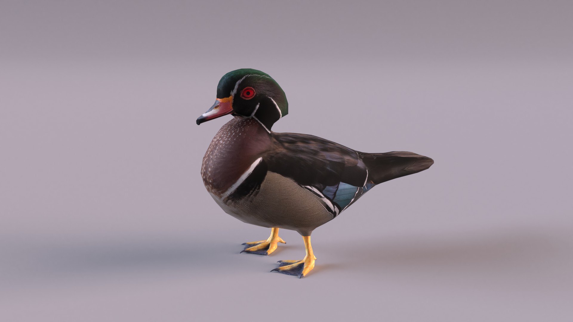 Sea and shore birds 3D model https://p.turbosquid.com/ts-thumb/24/8fQPyX/4v/woodduck_0001/jpg/1620489095/1920x1080/fit_q87/a6f805ae682734b2d67aabf3afdf58b2209f6a25/woodduck_0001.jpg