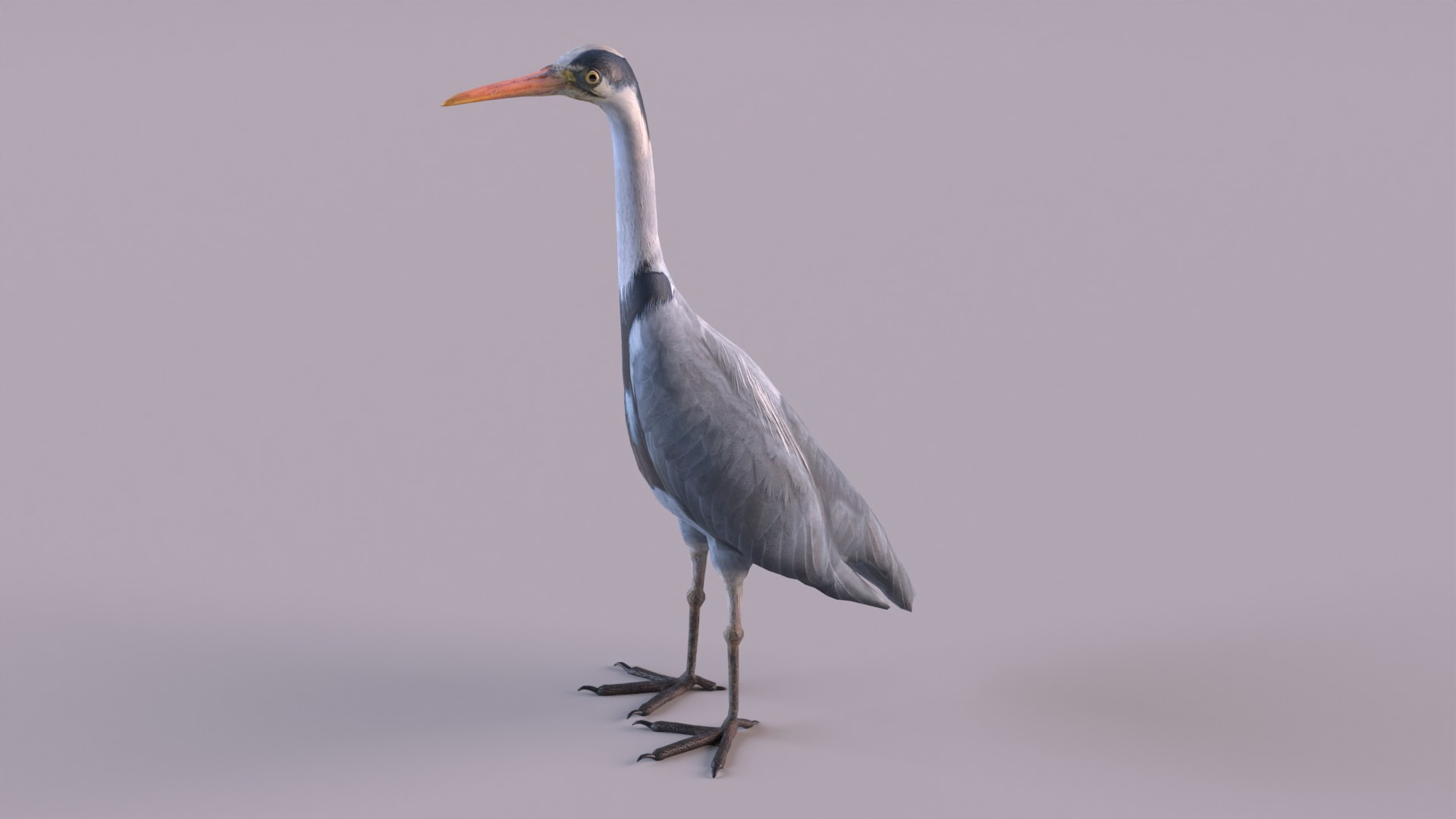 Sea and shore birds 3D model https://p.turbosquid.com/ts-thumb/24/8fQPyX/9s/g_heron/jpg/1650724719/1920x1080/turn_fit_q99/0833fd32596adf48e8d06080664fa038d6e8d61a/g_heron-1.jpg