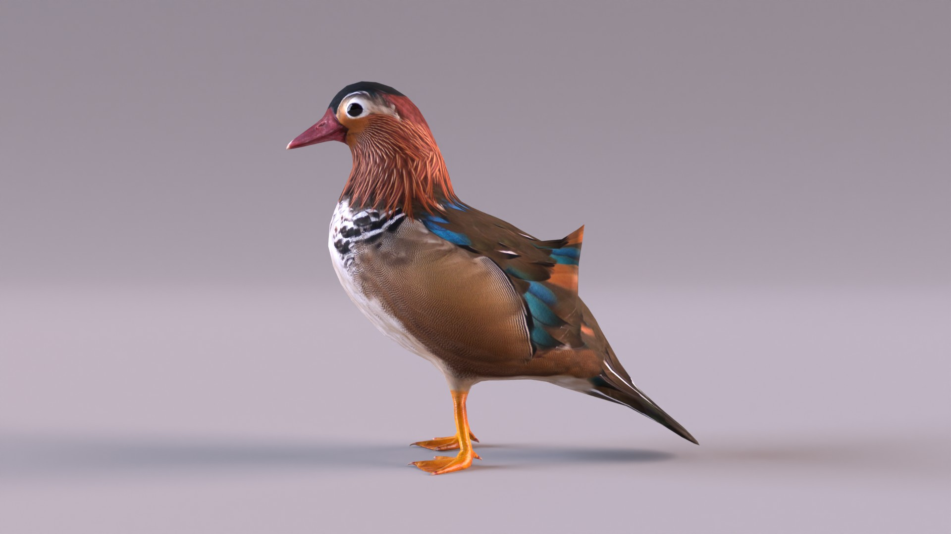 Sea and shore birds 3D model https://p.turbosquid.com/ts-thumb/24/8fQPyX/Bh/mandarinduck/jpg/1649576629/1920x1080/turn_fit_q99/3324e9382c1d0871bf1b3f59874a515cc20d0a49/mandarinduck-1.jpg