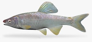 3d model cyprinella whipplei steelcolor shiner