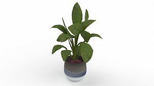 3D Dumb Cane model