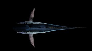 3D model low poly bluefin tuna