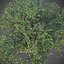 XfrogPlants 올리브-Olea Europaea