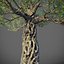 XfrogPlants 올리브-Olea Europaea