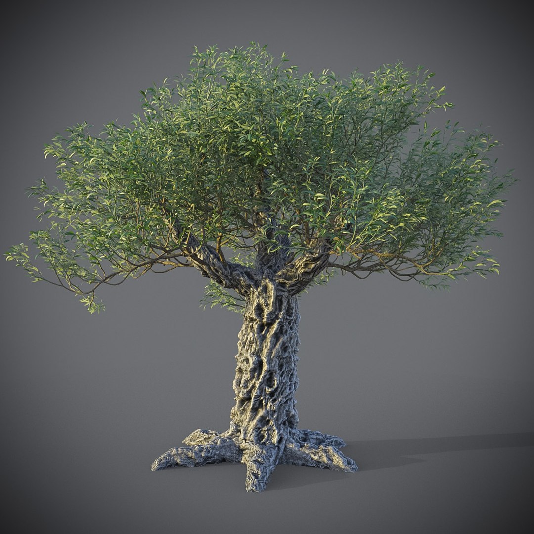 XfrogPlants Olive - Olea Europaea 3D model https://p.turbosquid.com/ts-thumb/24/Siuk6P/kF/olea_europaeafstorm10/jpg/1621623381/1920x1080/fit_q87/d7d92071e53c23d23792f009a1a0955bcd423b85/olea_europaeafstorm10.jpg