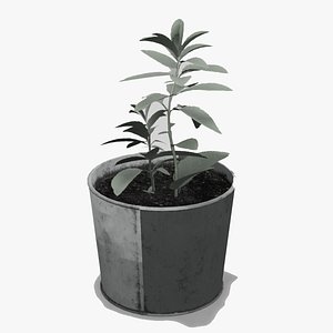 Potted White Sage House plant 3D