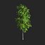 Sorbus aucuparia edulis 3000 Rowan