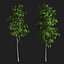 Sorbus aucuparia edulis 3000 Rowan