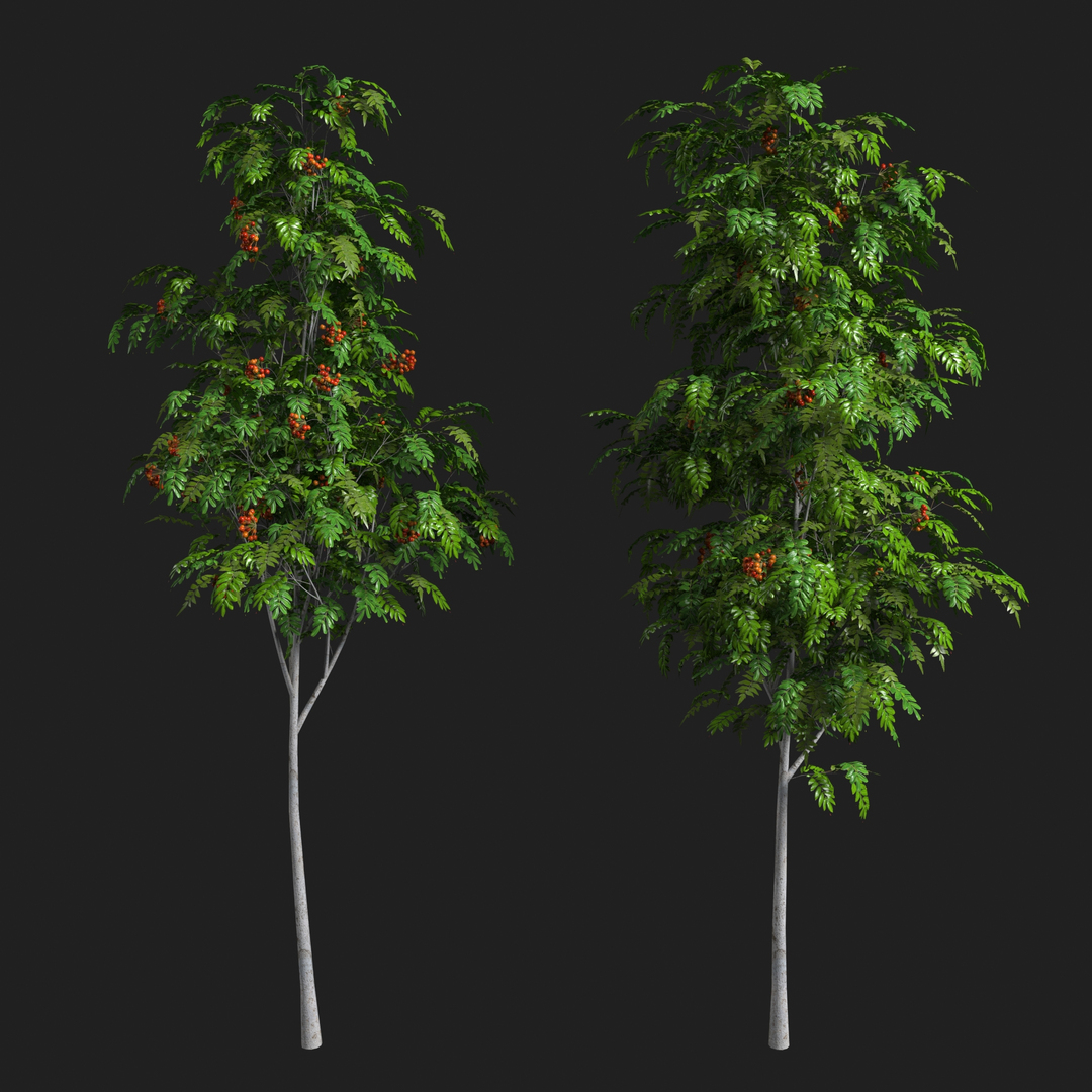 3D Sorbus aucuparia edulis 3000 Rowan model https://p.turbosquid.com/ts-thumb/24/dulDGq/Fs/sorbus_aucuparia_edulis_3000/jpg/1649003708/1920x1080/turn_fit_q99/fb559cc30f6b262a6c888b1a466ef6d4f3e11b9e/sorbus_aucuparia_edulis_3000-1.jpg