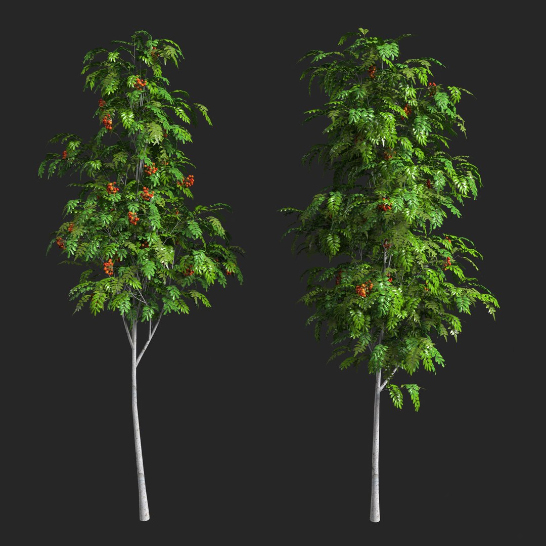 3D Sorbus aucuparia edulis 3000 Rowan model https://p.turbosquid.com/ts-thumb/24/dulDGq/Hm/sorbus_aucuparia_edulis_2/jpg/1648998226/1920x1080/fit_q87/c0e877d371ff2da70c0650bc82c07620a6015901/sorbus_aucuparia_edulis_2.jpg