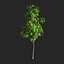 Sorbus aucuparia edulis 3000 Rowan