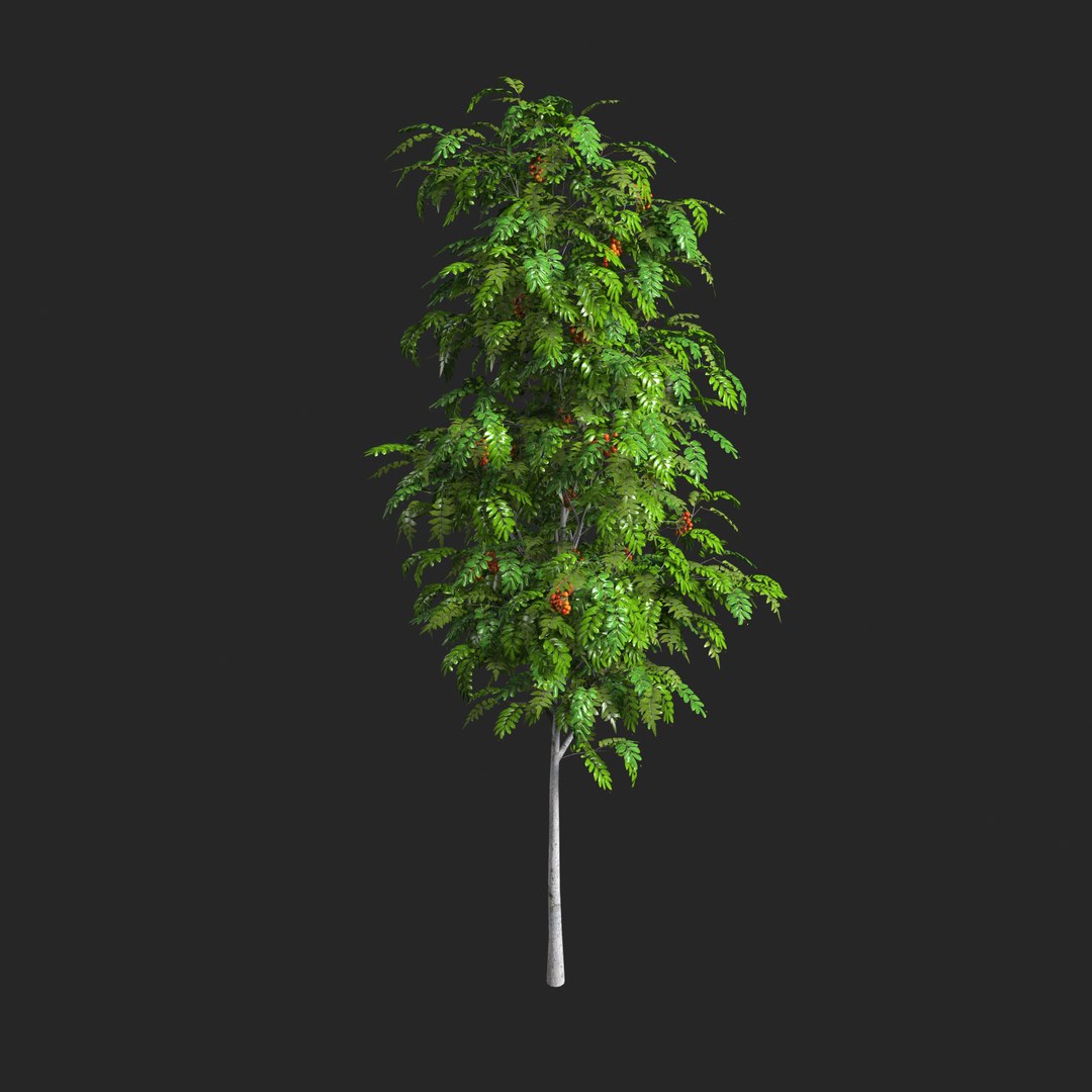 3D Sorbus aucuparia edulis 3000 Rowan model https://p.turbosquid.com/ts-thumb/24/dulDGq/qj/sorbus_aucuparia_edulis_3000.rgb_color.0011/jpg/1648998232/1920x1080/fit_q87/6f8a1896c296bedd77835052473bd0ee9ef63a30/sorbus_aucuparia_edulis_3000.rgb_color.0011.jpg