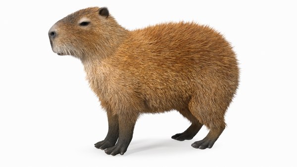 Animal Farci De Poupée De Capybara En Tissu Animal Unique Vue