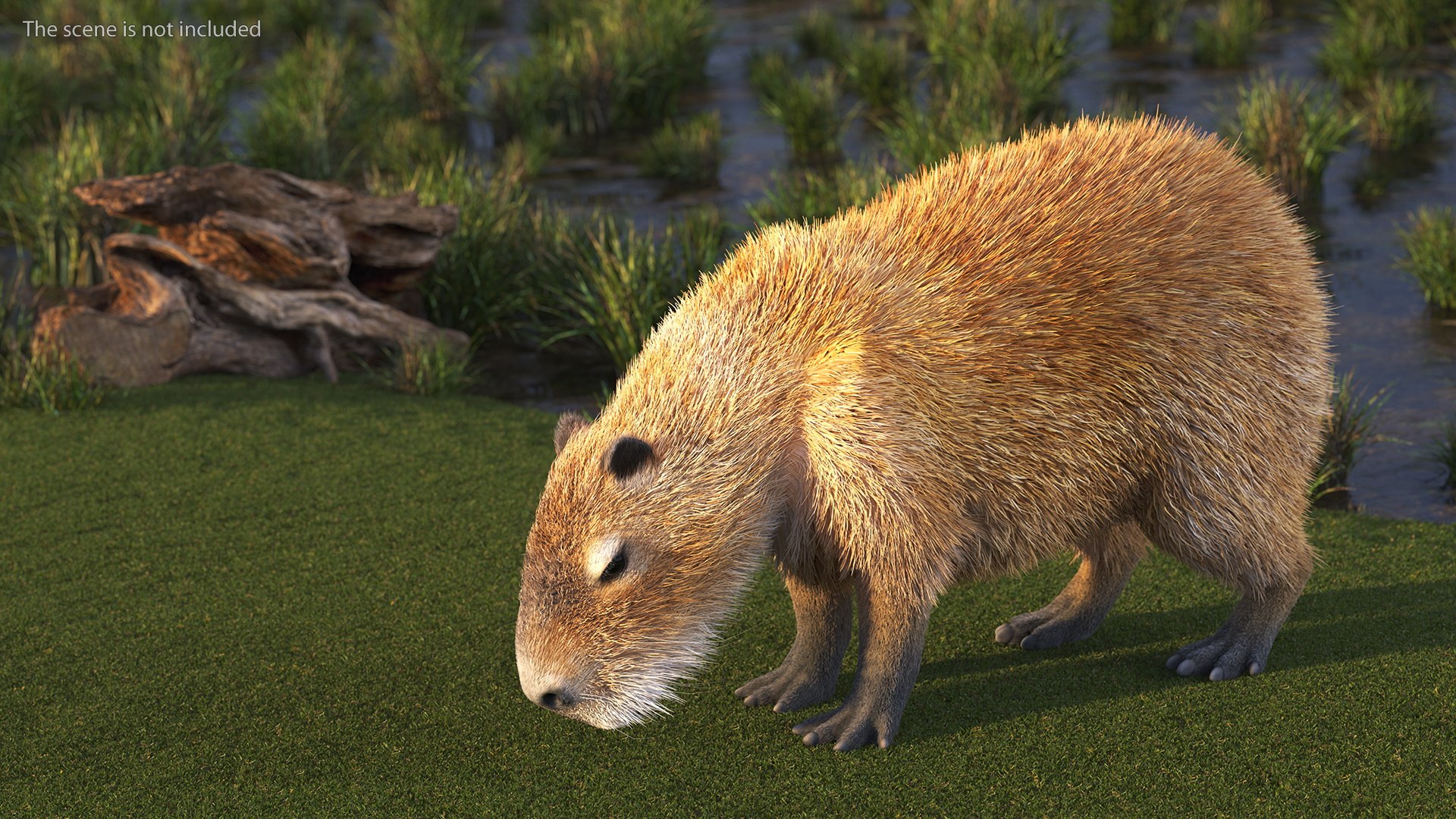 3D Capybara Fur Rigged model https://p.turbosquid.com/ts-thumb/24/eYK8hu/8b/capybarafurriggedc4dmodel005/jpg/1661744336/1920x1080/fit_q87/42b37df91bb6de62138afad073c67301fc611892/capybarafurriggedc4dmodel005.jpg