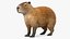 Capybara Fur Rigged