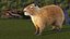Capybara Fur Rigged
