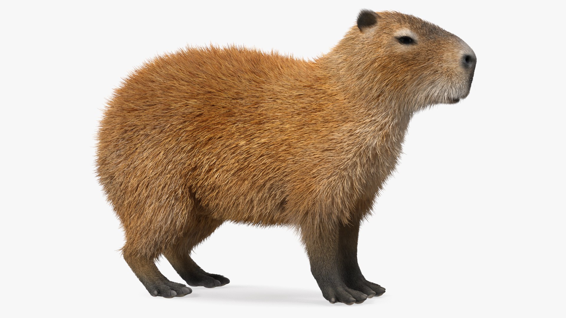 3D Capybara Fur Rigged model https://p.turbosquid.com/ts-thumb/24/eYK8hu/R1/capybarafurriggedc4dmodel016/jpg/1661744374/1920x1080/fit_q87/6a2412378b1868108d62d7a04c5e6144934e767d/capybarafurriggedc4dmodel016.jpg