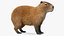 Capybara Fur Rigged