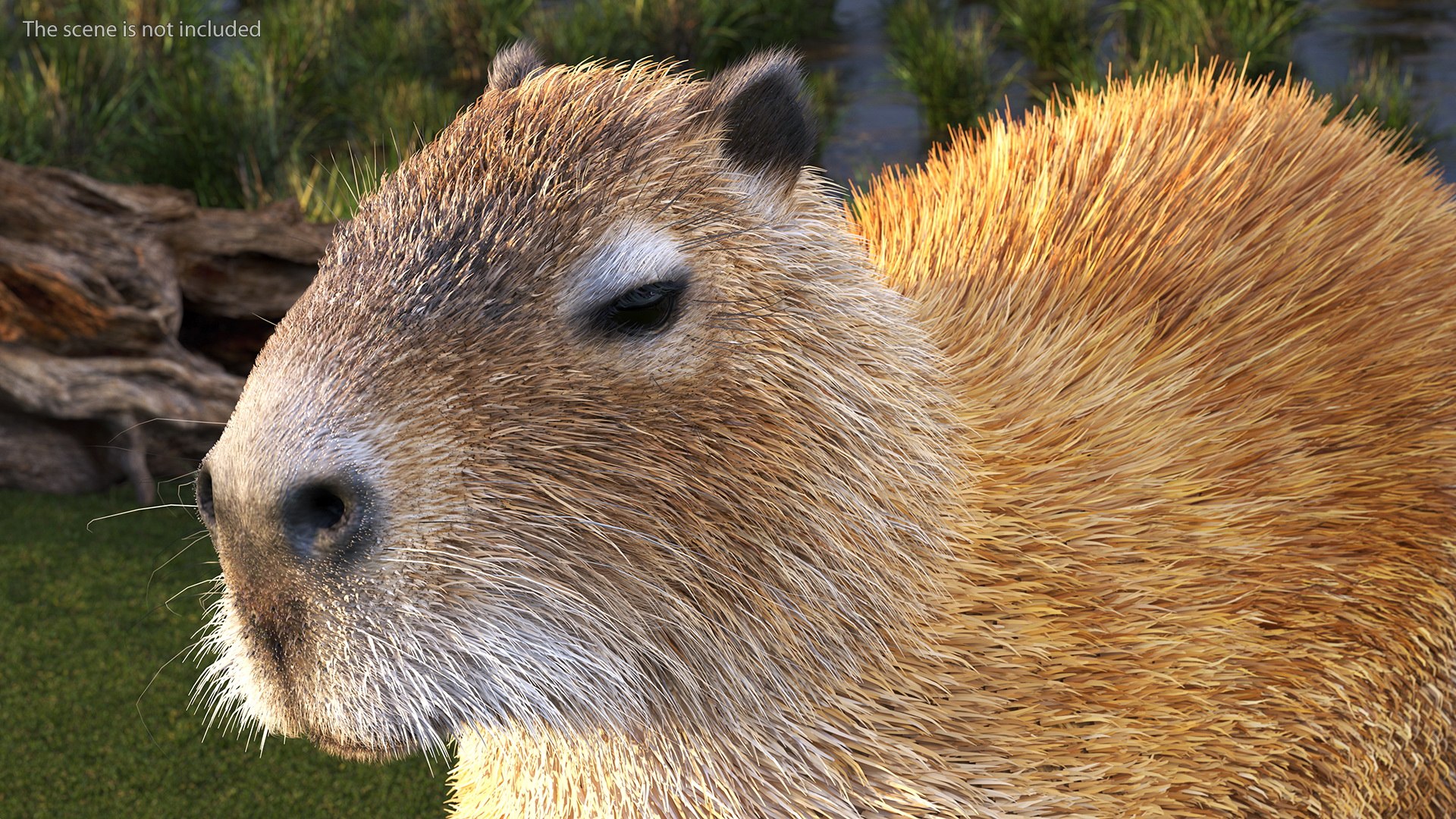 3D Capybara Fur Rigged model https://p.turbosquid.com/ts-thumb/24/eYK8hu/Rp/capybarafurriggedc4dmodel009/jpg/1661744349/1920x1080/fit_q87/2cf0ba3e934b4f5849ad71fe74ce1a14d5c1ed6c/capybarafurriggedc4dmodel009.jpg