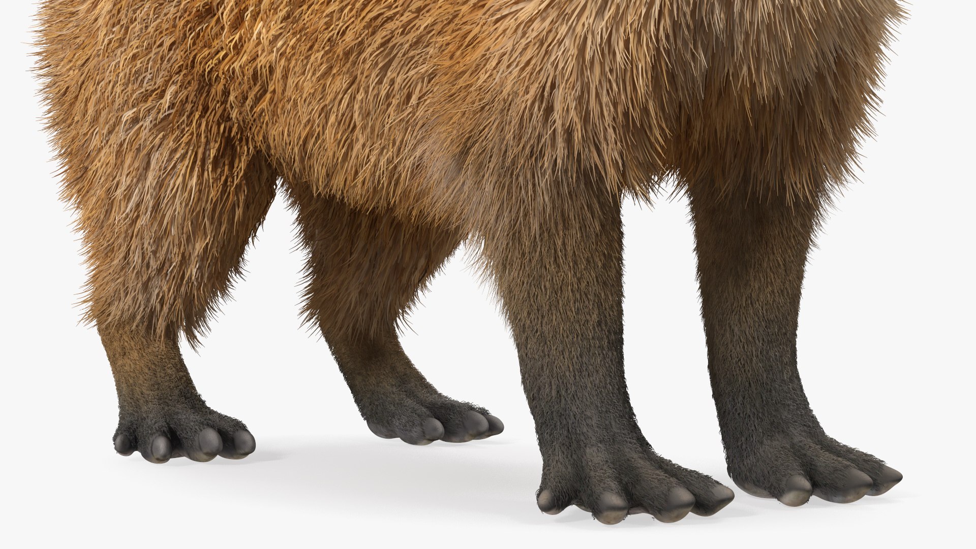 3D Capybara Fur Rigged model https://p.turbosquid.com/ts-thumb/24/eYK8hu/Tz/capybarafurriggedc4dmodel018/jpg/1661744380/1920x1080/fit_q87/764863d25e8c000cb07d534fcec57d30cd653000/capybarafurriggedc4dmodel018.jpg