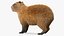 Capybara Fur Rigged