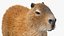 Capybara Fur Rigged