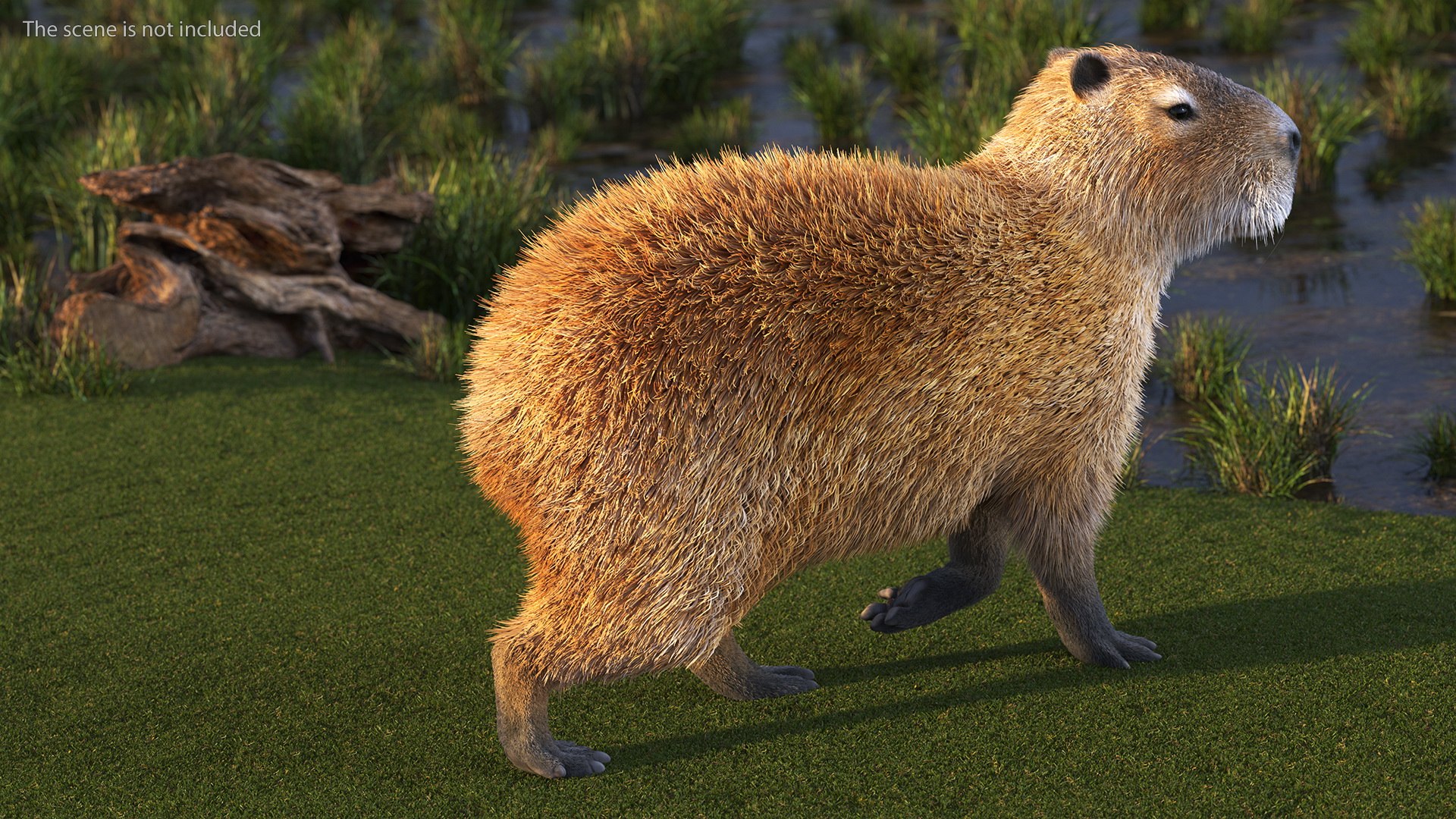 3D Capybara Fur Rigged model https://p.turbosquid.com/ts-thumb/24/eYK8hu/bE/capybarafurriggedc4dmodel007/jpg/1661744342/1920x1080/fit_q87/fd7694f6490330a91ff4267b5f3e8e9b19c9f6f3/capybarafurriggedc4dmodel007.jpg