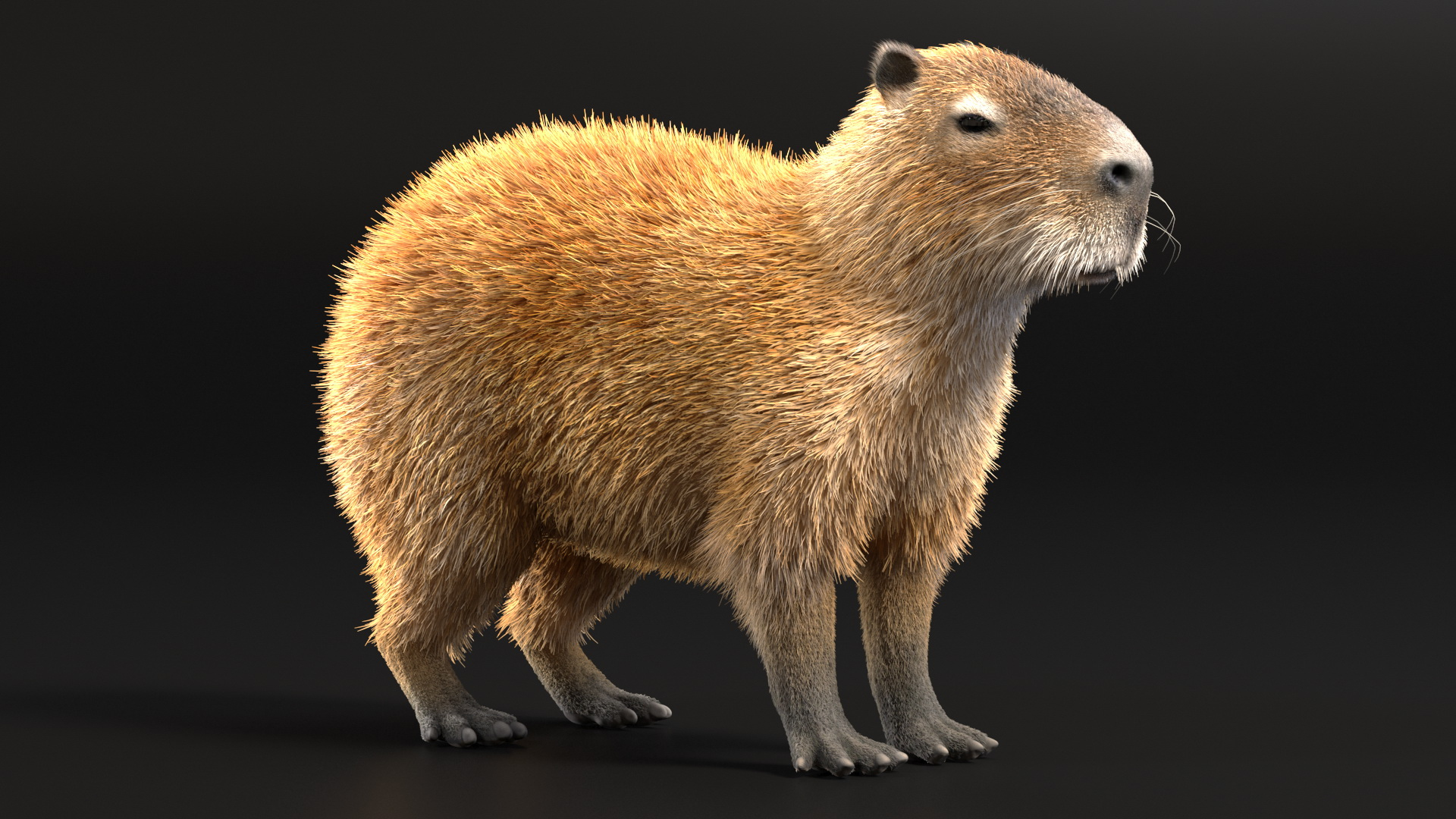 Capybara Fur Rigged Modelo 3D TurboSquid 1951701
