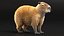 Capybara Fur Rigged