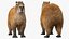 Capybara Fur Rigged