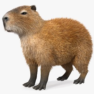 Capybara Fur Rigged