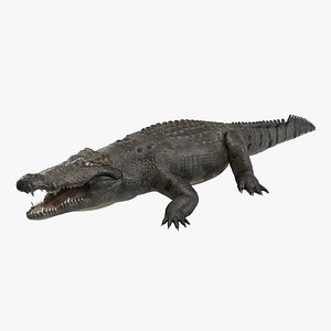 large nile crocodile 3d model
