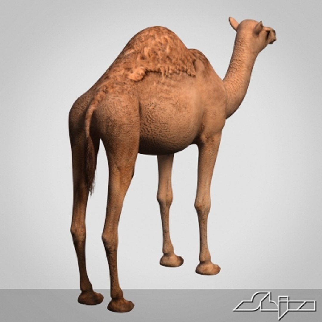 3d bump model https://p.turbosquid.com/ts-thumb/24/oIKjff/90Mr1e51/render3/jpg/1265902312/1920x1080/fit_q87/6dc60118283d98f7fab3024bb0a036d554205db3/render3.jpg
