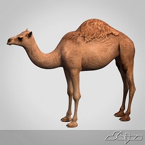 Camel