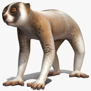 Bengal Slow Loris model