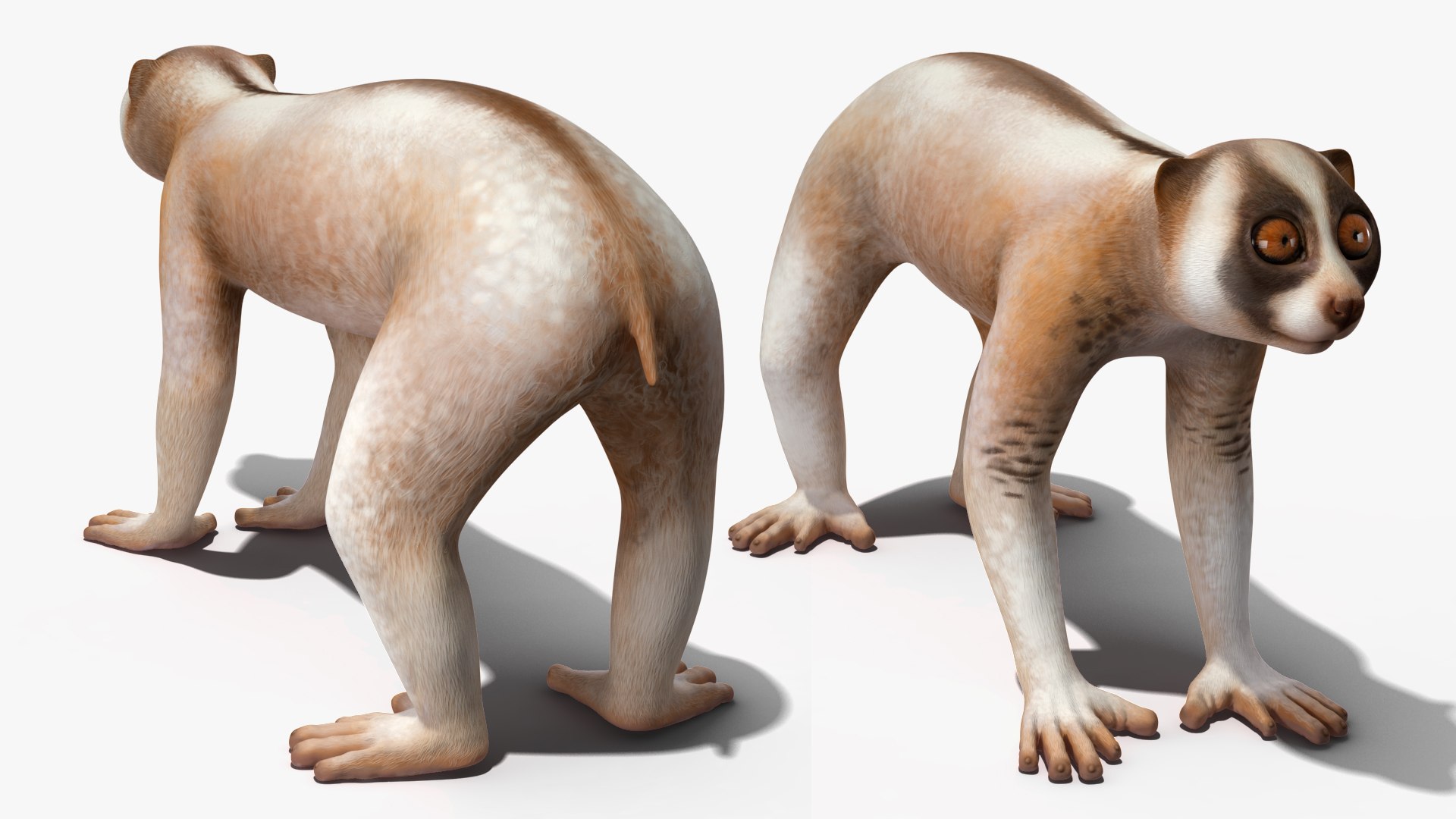 Bengal Slow Loris model https://p.turbosquid.com/ts-thumb/24/rVg0mn/Kd/bengalslowloris3dmodel009/jpg/1698160752/1920x1080/fit_q87/fb1a13e743e6ee40e555e67ed7f438ec155910e6/bengalslowloris3dmodel009.jpg