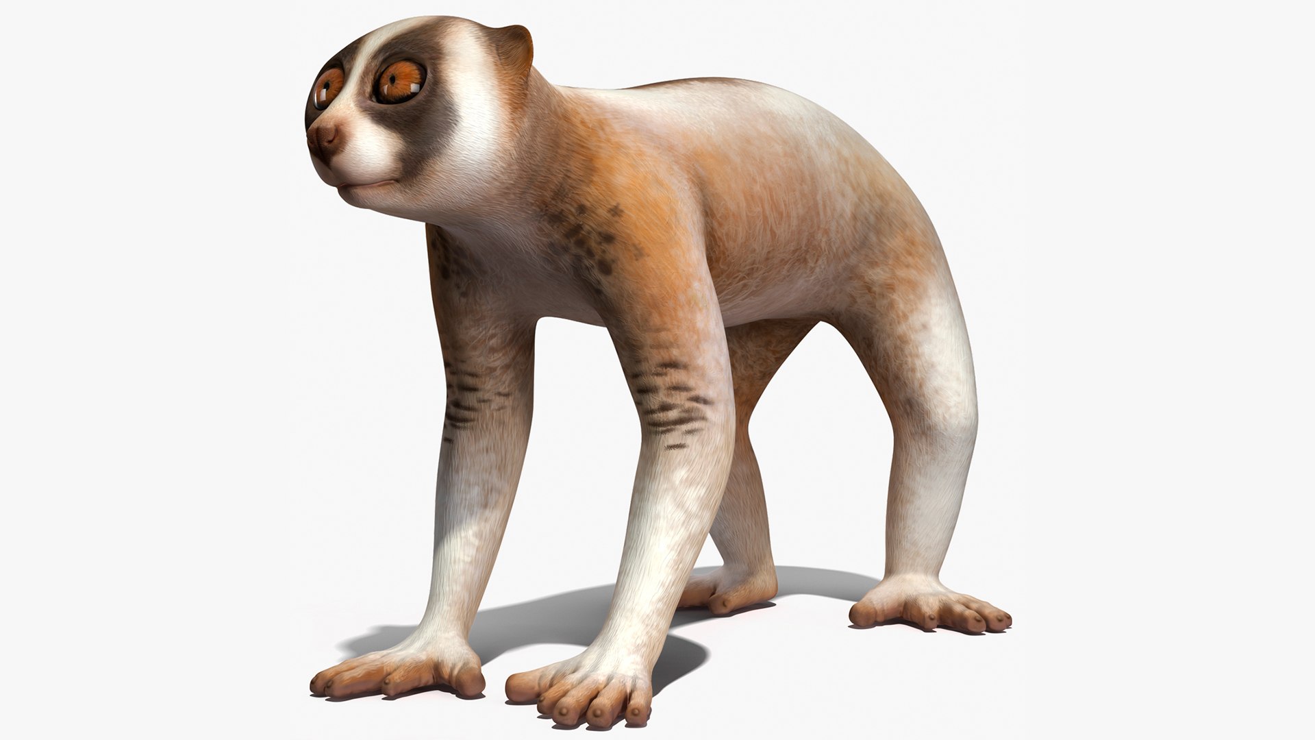 Bengal Slow Loris 3D model preview