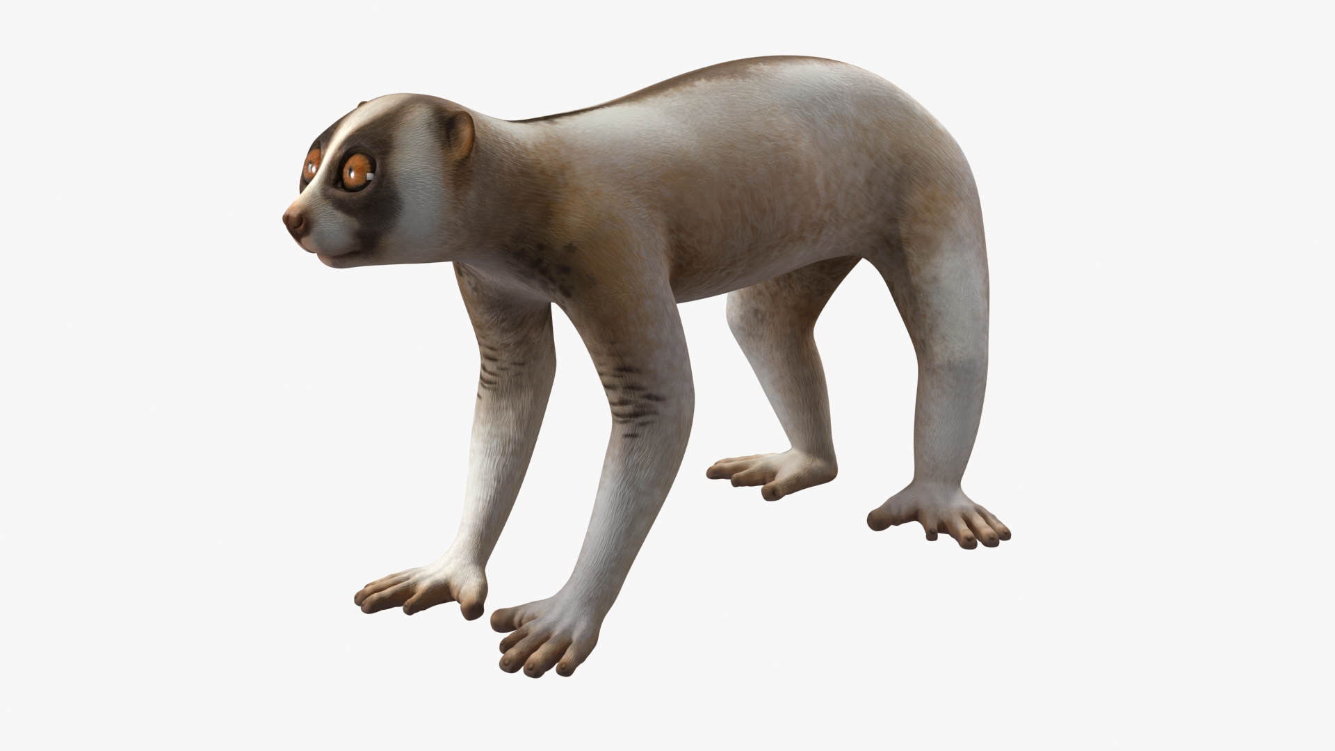Bengal Slow Loris model https://p.turbosquid.com/ts-thumb/24/rVg0mn/bF/bengal_slow_loris_360/jpg/1698160117/1920x1080/turn_fit_q99/30cd127c8e57bc67dc304b5b872dd9b2fa1a0b25/bengal_slow_loris_360-1.jpg