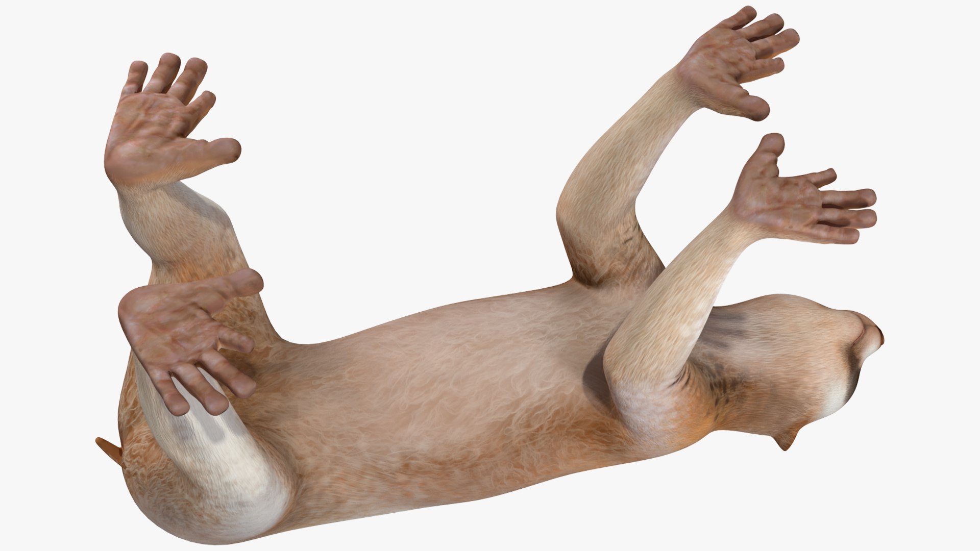 Bengal Slow Loris model https://p.turbosquid.com/ts-thumb/24/rVg0mn/bV/bengalslowloris3dmodel011/jpg/1698160764/1920x1080/fit_q87/5bbeb0f7631510a298e953a51fdbe54b0c016468/bengalslowloris3dmodel011.jpg