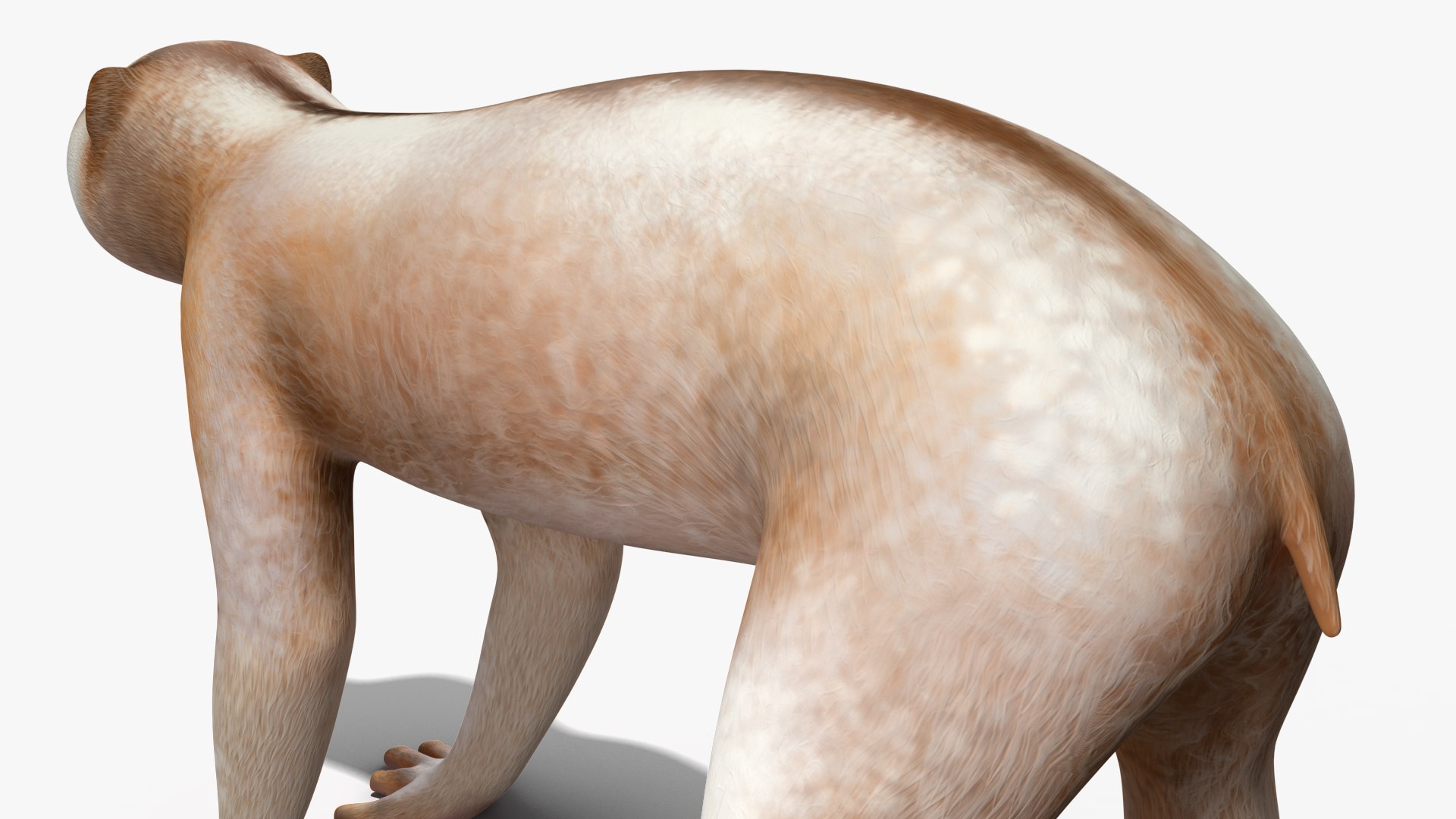 Bengal Slow Loris model https://p.turbosquid.com/ts-thumb/24/rVg0mn/yG/bengalslowloris3dmodel014/jpg/1698160780/1920x1080/fit_q87/92432cd3fd64fb18fe2ece2a9843e2d02f35a53d/bengalslowloris3dmodel014.jpg