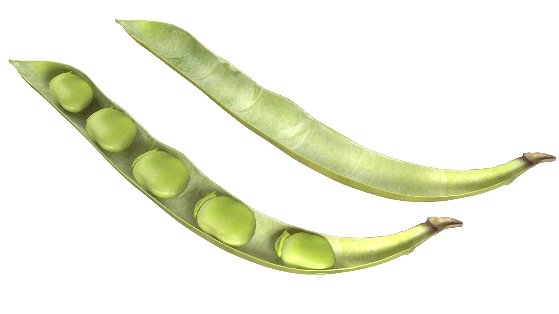 Broad bean pod 3D model https://p.turbosquid.com/ts-thumb/25/1JRBu7/0G/4/jpg/1747141053/1920x1080/fit_q87/171fe7059f2e03630d56746f3b3f52d3cb33a290/4.jpg