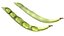 Broad bean pod