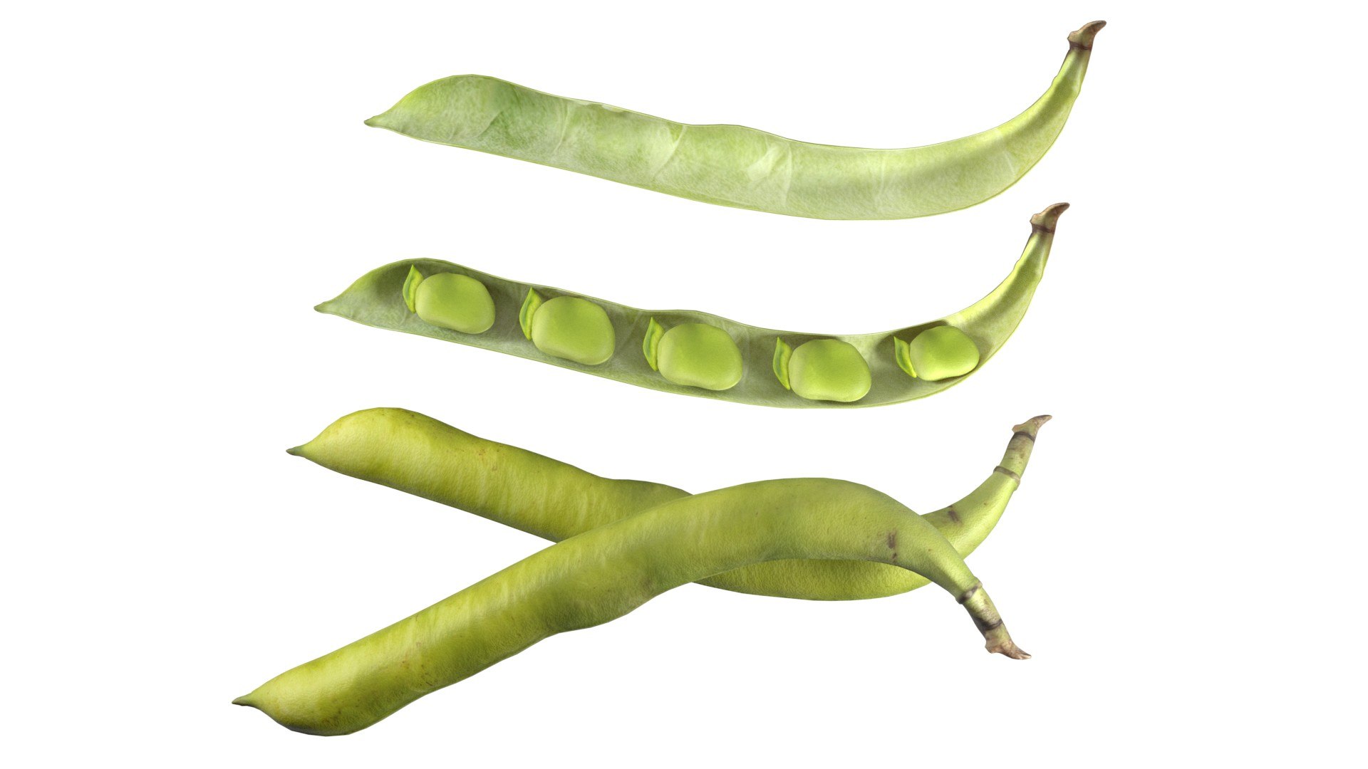 Broad bean pod 3D model https://p.turbosquid.com/ts-thumb/25/1JRBu7/7l/7/jpg/1747141055/1920x1080/fit_q87/d23e2f2847c969f613efbb992148ffdbe8c692af/7.jpg
